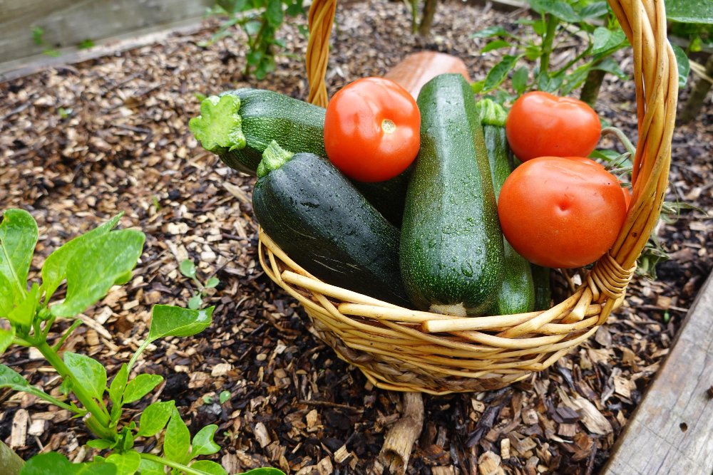 10 makkelijke groenten voor in je moestuin